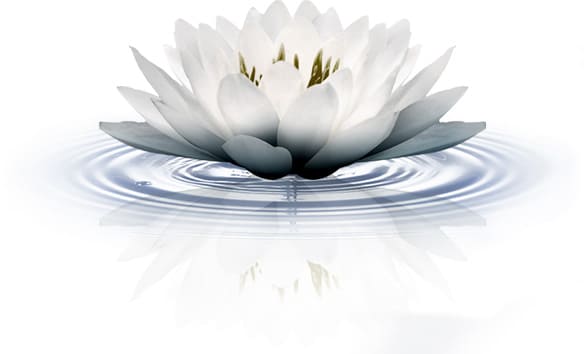 lotus flower